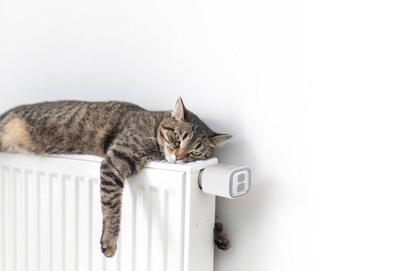 Cat sleeping on radiator with Shelly TRV