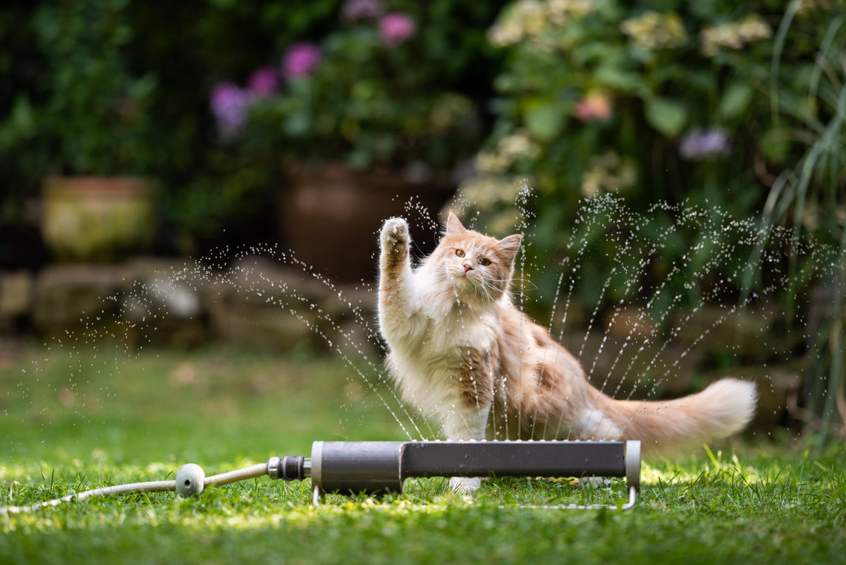 Garden hose with water – smart irrigation using a Shelly module; smart‑home solutions for rental apartments
